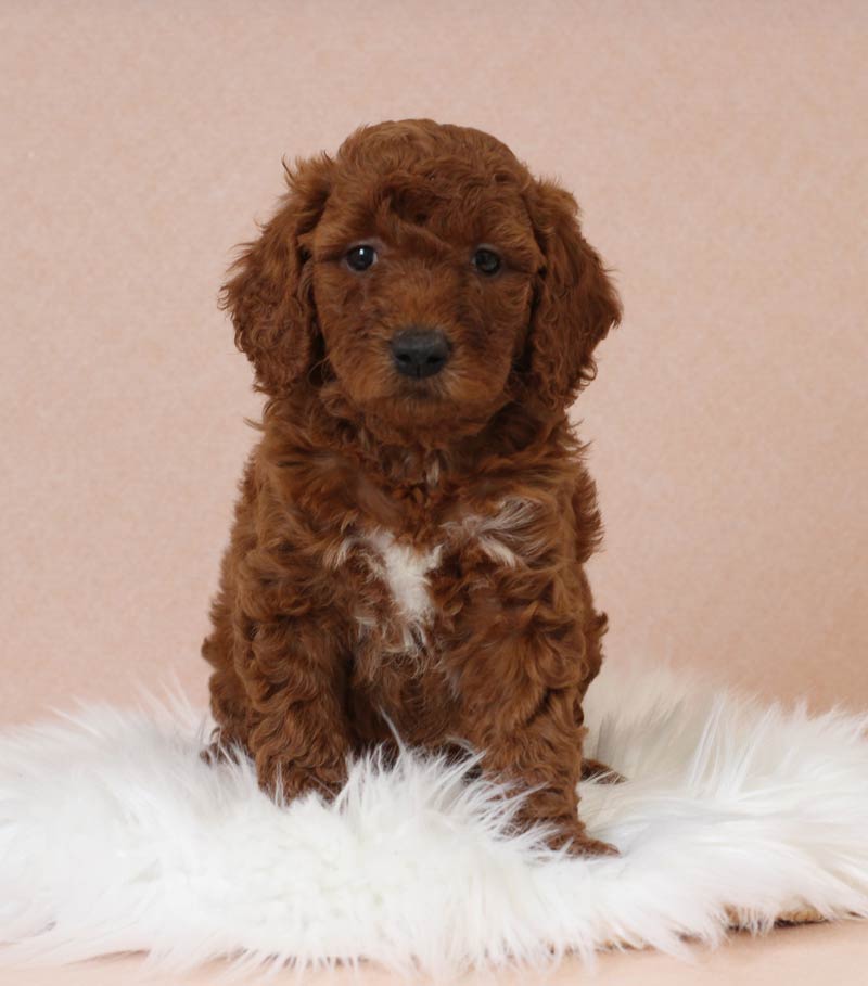 Adult Mini Goldendoodle (F1b) from Blue Diamond Family Pups.  Colleyville,Texas. 